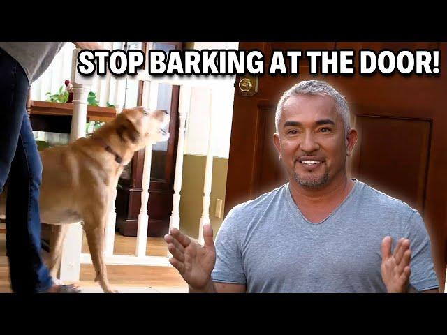 Tips and Tricks To Get Your Dog To Stop Barking | Cesar 911 Season 3, Ep. 3 - Part 1