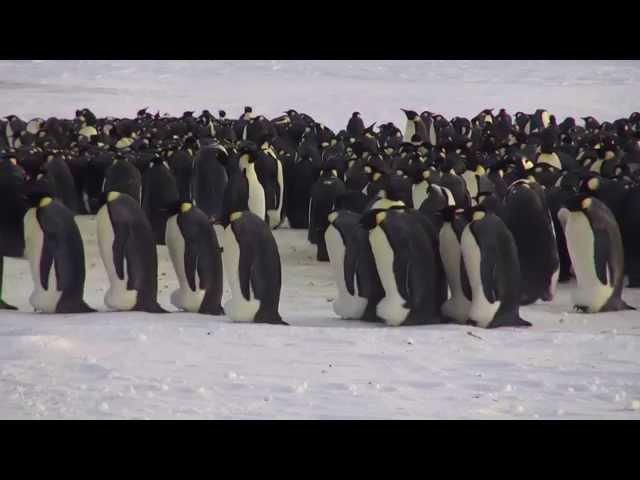 Ein Besuch an der Kaiserpinguin-Kolonie in der Atkabucht, Antarktis