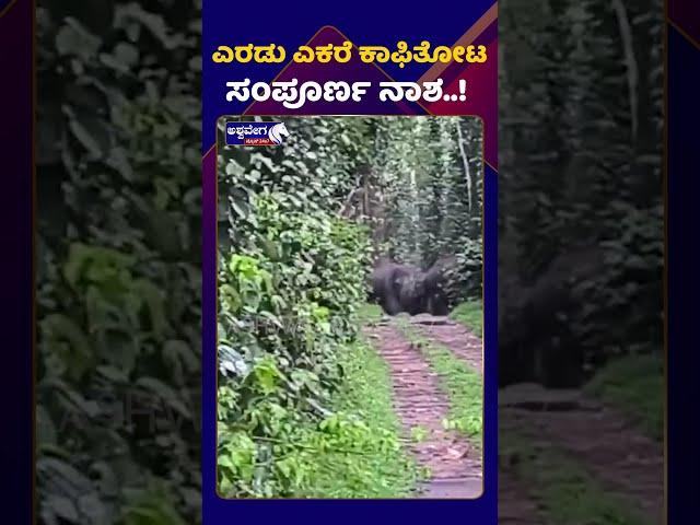 wild elephant || ಕಾಡಾನೆ ಹಾವಳಿಗೆ ಅನ್ನದಾತ ಕಂಗಾಲು.! || AshwaveegaNews24x7