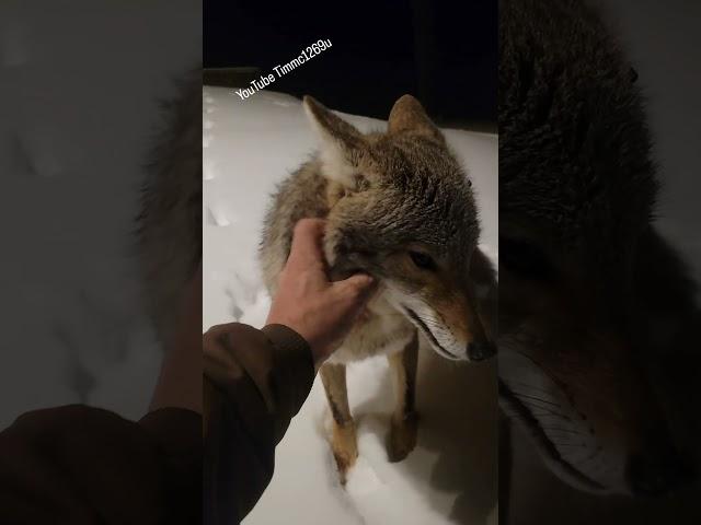 FREE FOREST PUPPY! #coyote #weavethecoyote #wildlife #nature #new #cute #animals #snow #wolf