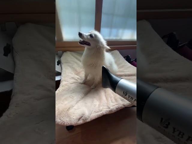 샤워 후 행복한 김범구 #dog #dogecoin #doglover #short #shortvideo #shortvideo #shortsvideo #강아지 #개
