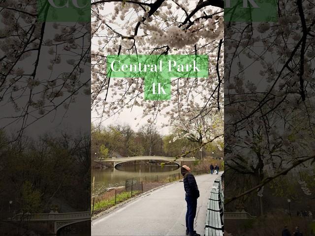 Central Park Walking Tour | Hidden Gems & Peaceful Views in New York City 4K #newyorkcity