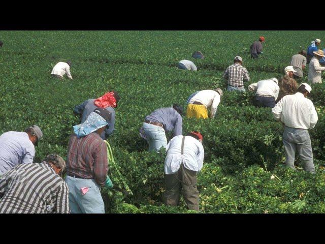 How Farmers Harvest Thousands Of Tons Of Agricultural Products In 2023 - American Farming