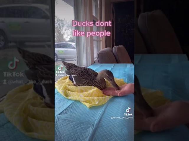 Pet duck Oscar