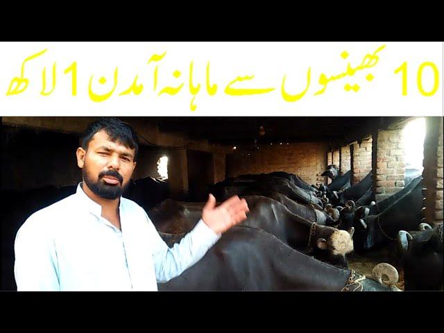 Buffaloes Business Ideas 2020 | monthly profit of TEN buffalo