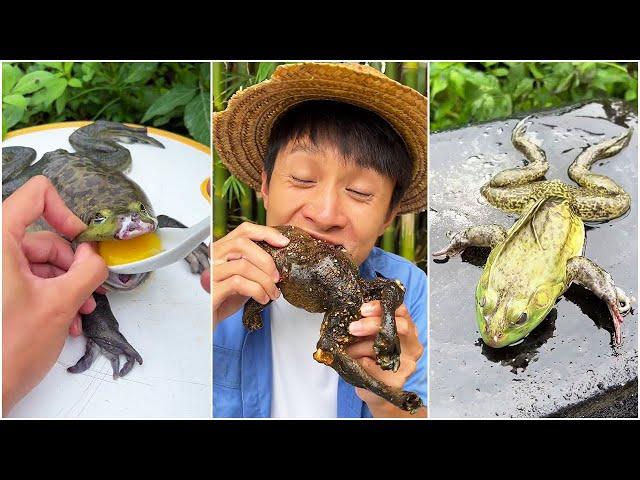 Give the bullfrog an egg | Chinese Mountain Forest Life and Food #Moo Tik Tok#FYP