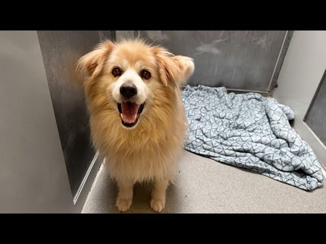 Surprising thing family did dropping their dog at shelter 