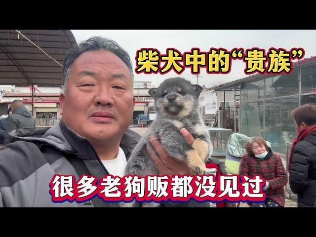 柴犬中的“贵族”，犬舍价位不低于一万，很多老狗贩市场都没见过