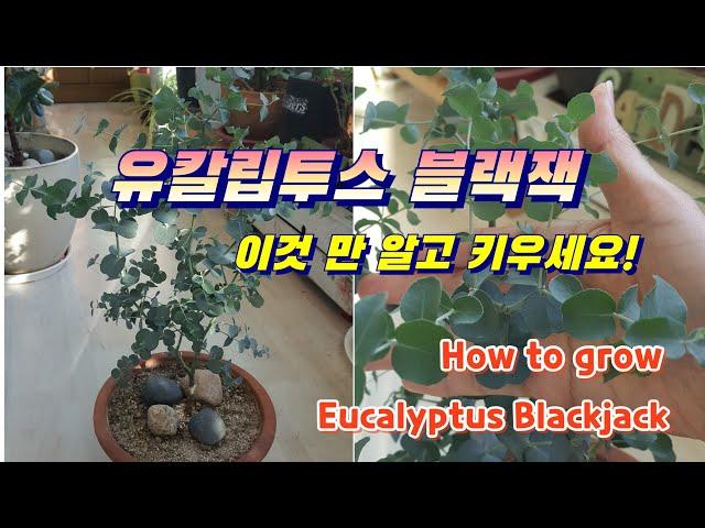 유칼립투스 블랙잭(Eucalyptus Blackjack) 키우는 방법 총정리!