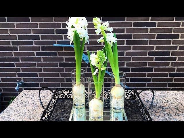 How to Grow Hyacinth in Water