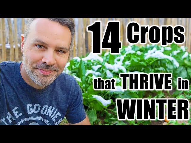 14 Vegetables & Herbs you Can Grow in Cold Weather