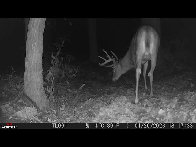 10-Point Buck (Part I) [SGGC]