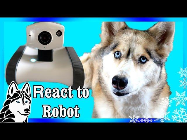 My Dog Reacts to Robot Riley | Husky reacts to Robot