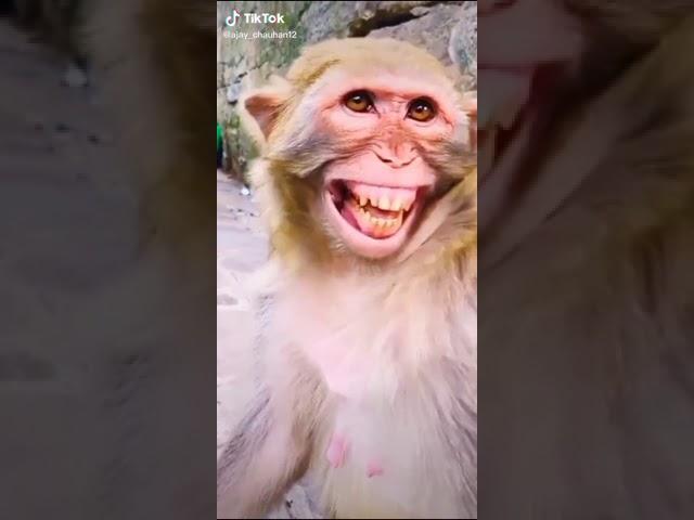 Laughing monkey