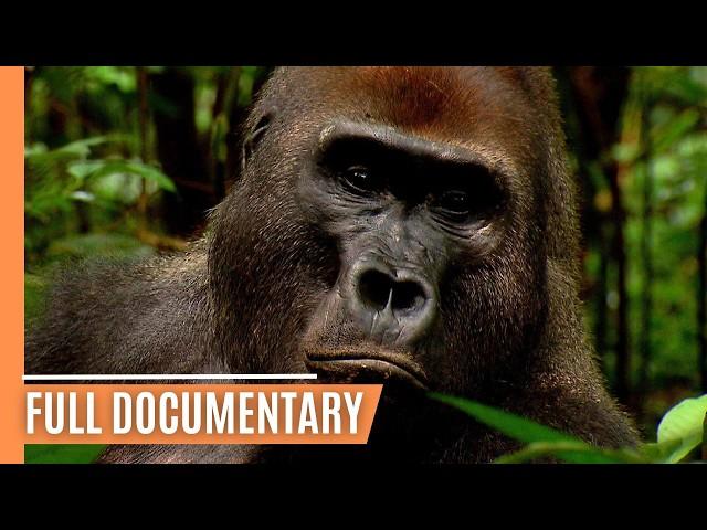 Going Ape - The Fascinating World of Primates | Full Documentary