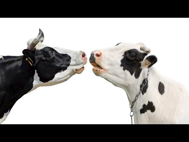 Cow Mooing Sound Effect | HQ