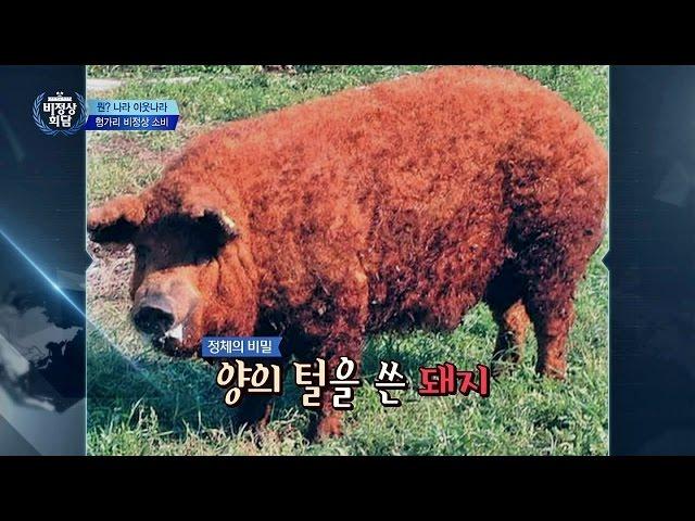 헝가리의 양 닮은 '망갈리차 돼지' 삼겹살에 마늘까지! 한국인 줄~ 비정상회담 93회