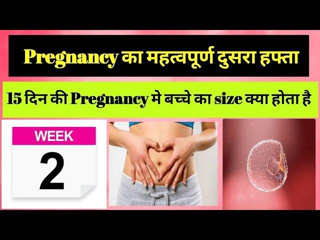 2 Weeks Pregnancy Symptoms And Baby Size || MatrutvaYatra #pregnancytips #pregnancysymptoms #baby