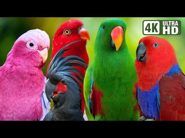 Most Wonderful Parrots of Australia | Colourful Birds | Relaxing Nature Sounds | Australian Wildlife