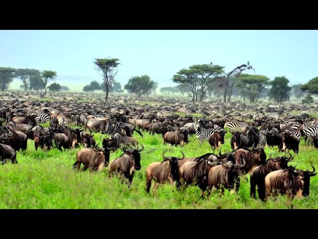 The Serengeti: Plain Facts about National Park & Animals.