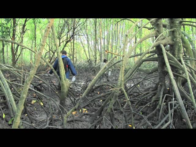 Impact: Research Adventure for Undergraduate Students