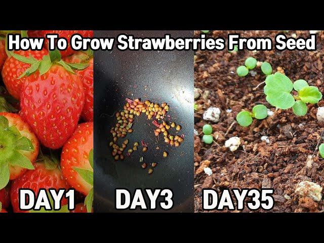 How To Grow Strawberries From Seed