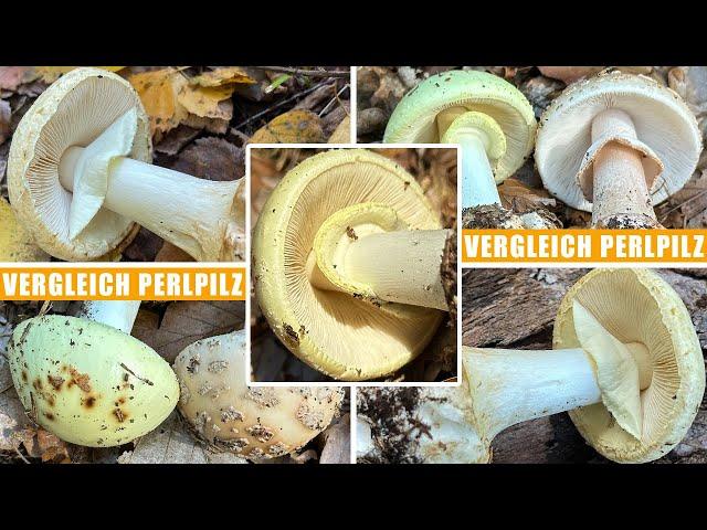 Gelber Knollenblätterpilz giftig? Zitronengelber Knollenblätterpilz, Zitronenknolli, Amanita citrina