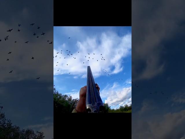 Deadly Precision | Double Barrel Double Kill! #chasse #охота #hunting #goosehunting #geesehunting