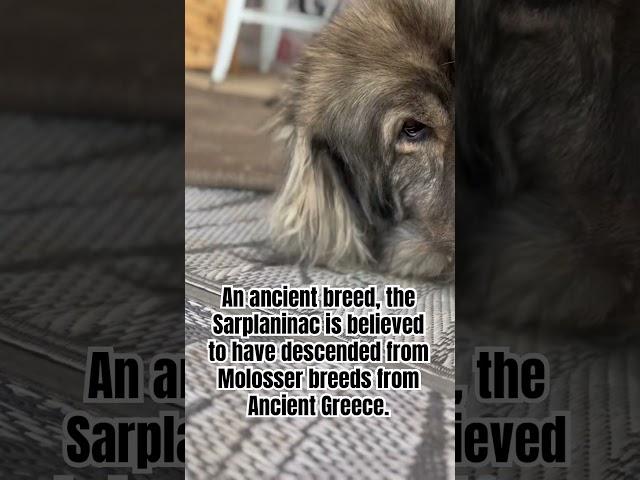 Fun Fact About The Ancient Sarplaninac #sarplaninac #livestockguardiandog #workingdog #dog