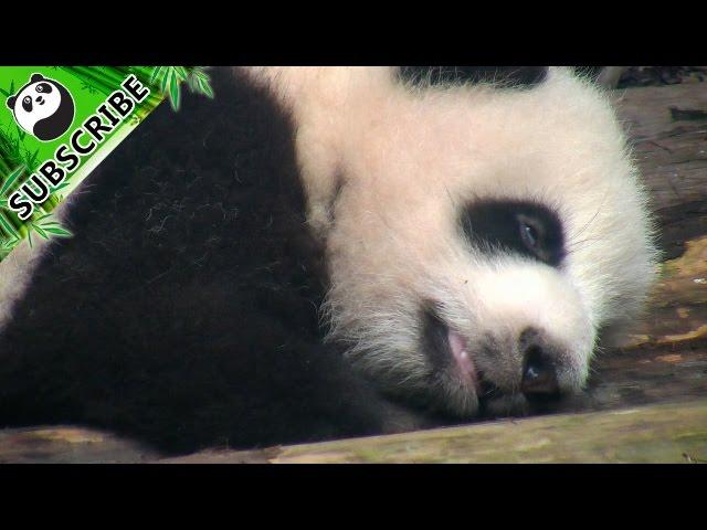 A sleepy panda and its rolling eyes!