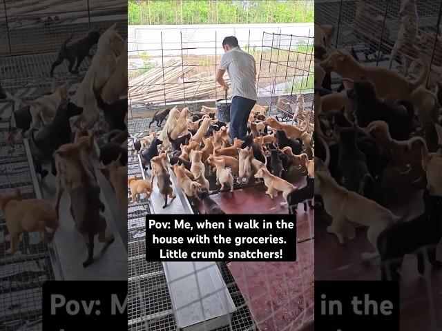 I hope he can feed all of them #shorts #memes #funny