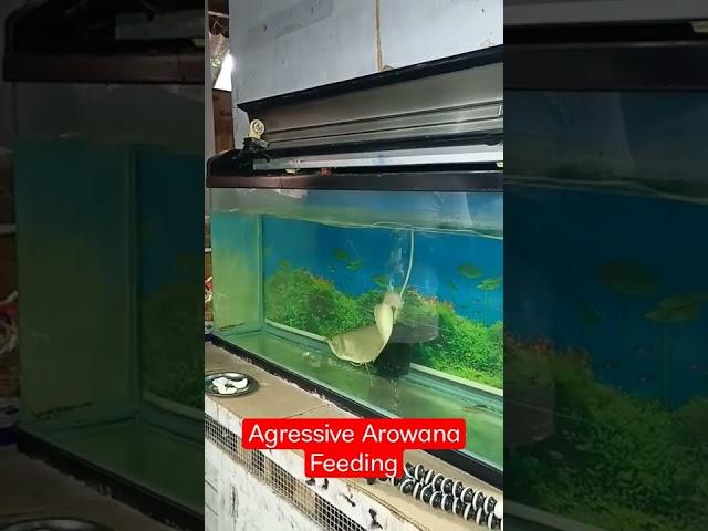 Agressive arowana feeding egg white..