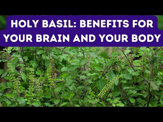 12 BENEFITS OF HOLY BASIL FOR HEALTH