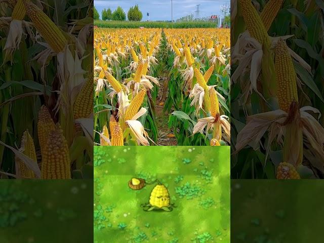 PVZ Plants in real life 