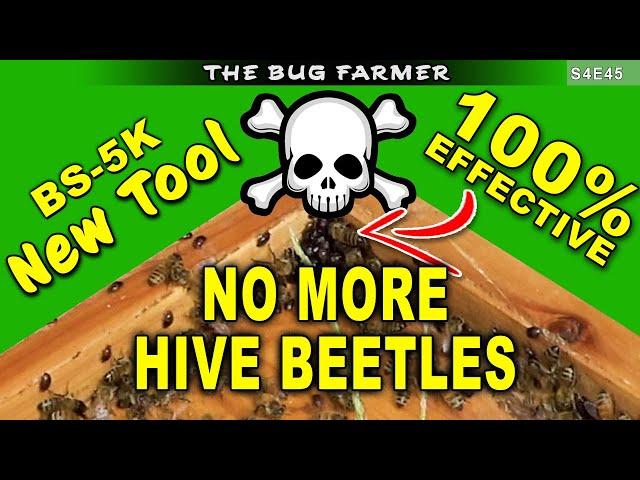 Eliminate ALL Hive Beetles the Easy Way | My Apiary is Beetle Free #beekeeping #bees #hivebeetle