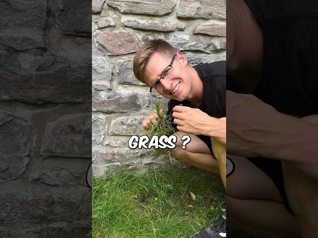 Grass Vs Wall Climb 
