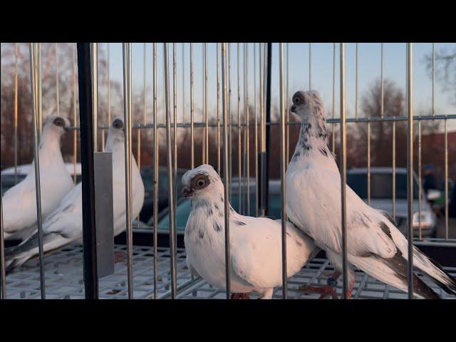 Rynek  Targ  Giełda Łomża 01/12/2024 #gołębie #pigeon #birds #kury #market #króliki #ptaki #zwierzę