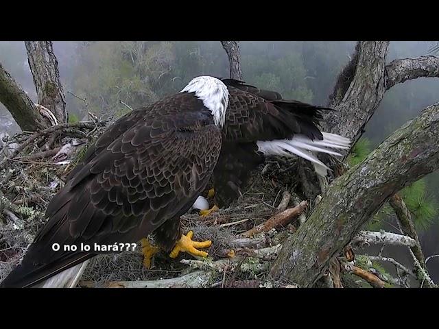 5 Días en un nido salvaje de Águila calva