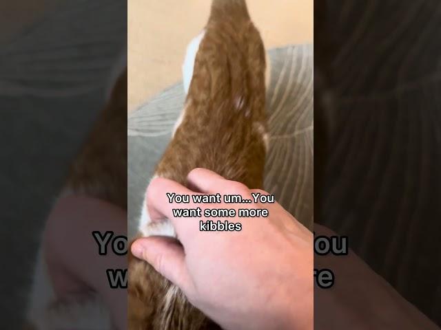 This one is pretty crazy  #catmanjohn #russellthecat #talkingcat #aiclearner #smartcat #fluentpet