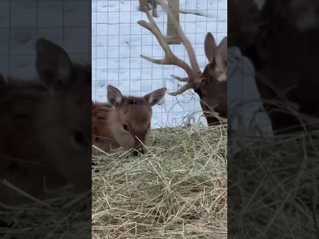 МО, Волоколамский район, Оленья Ферма Бэмби Ленд️ #новыйгод #zoo #зима
