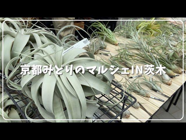 植物イベントに行ったらついついお向かえしちゃいますね 京都みどりのマルシェ 大阪府茨木市