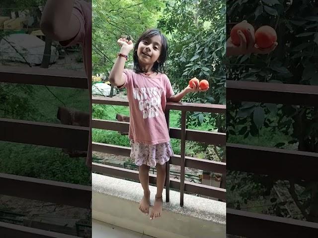 aaha tamatar bare majedar#shorts #shortvideo#shortfeed 