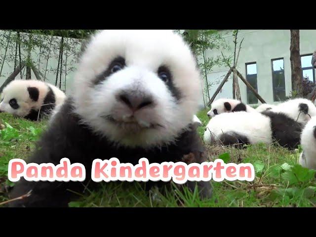 【If Pandas Can Talk】Episode 4 Panda Kindergarten | iPanda