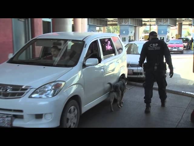 U.S. Customs and Border Protection K-9 (Search dog) teams in action