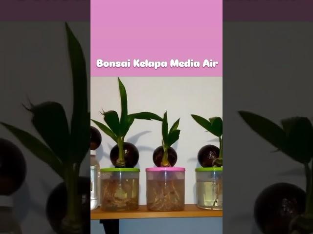 #bonsai kelapa media air# by pa Hendrik