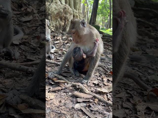 Lovely mother monkey breastfeeding baby #0270