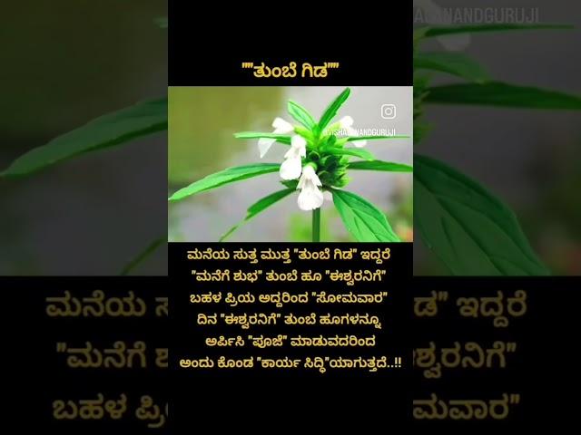 ತುಂಬೆ ಗಿಡ #astrology #vastuastrology #astrologer #astro