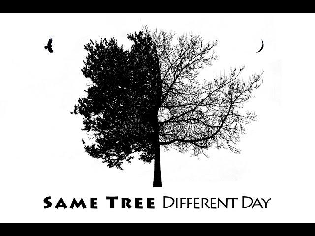 Mike Pach - Same Tree, Different Day