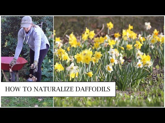 How to Naturalize Daffodils in the Lawn // Planting Narcissus in Grass // Northlawn Flower Farm