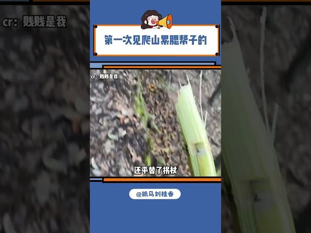 这也着实是个办法#甘蔗 #爬山 #户外徒步登山#shorts